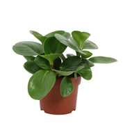 Peperomia Mix 12cm