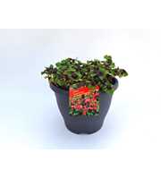 Oxalis tetraphylla Iron Cross