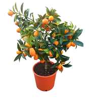 citrus kumquat