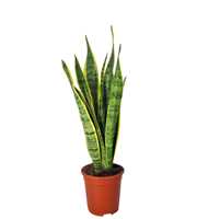 Sansevieria Laurentii 17 cm zwaar