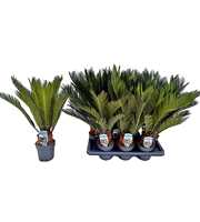 Cycas revoluta P14 XL