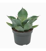 Agave potatorum 13 cm