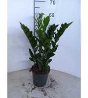 Zamioculcas P17 4+ veren
