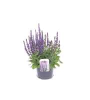 Salvia nemorosa Synchro Blue