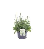 Salvia nemorosa Synchro White