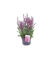 Salvia nemorosa Synchro Pink