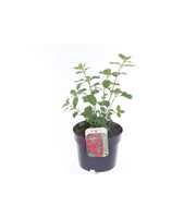 Salvia greggii Royal Bumble