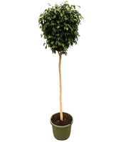 Ficus benjamina danielle P49