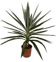 Yucca elephantipes elmilia P21