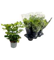 Schefflera Gold Capella P17