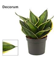 Sansevieria hahnii 9 cm Stars & stripes (Decorum)