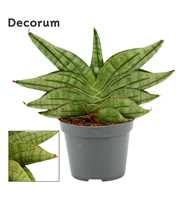 Sansevieria Classic fan 6 cm (Decorum)