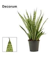 Sansevieria Silver princess 12 cm (Decorum)