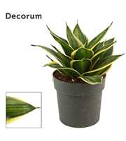 Sansevieria hahnii 12 cm Stars & stripes (Decorum)