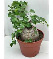 art.182 Dioscorea elephantipes 17 cm