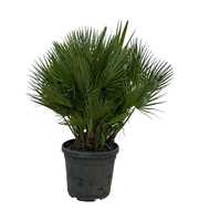 Chamaerops humilis / Eagle palm Multistam P50 140c