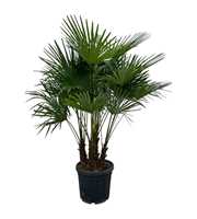 Trachycarpus fortuneii / Eagle palm Multiestam P50