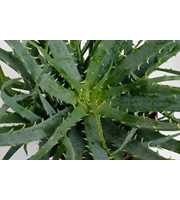 Aloe Arborencens