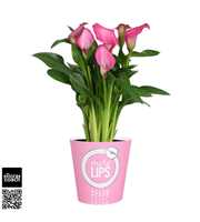 Zantedeschia Zazu Calla roze in MoreLIPS® potcover