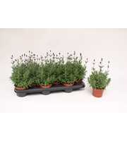 Lavandula Ang. Blue 10,5