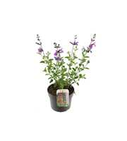 Salvia microphylla Salvinio Lilac