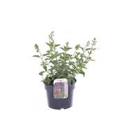 Salvia microphylla Salvinio White
