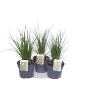 Kniphofia Poco Mix