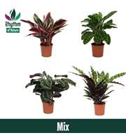 Calathea 14cm gemengd Rhythm of Nature zonder hoes