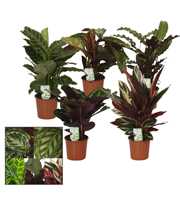 Calathea 14cm gemengd