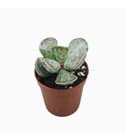 Adromischus cooperi 5,5 cm