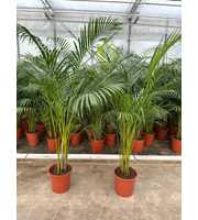 Dypsis Lutescens (Areca) P27 A2