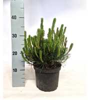 Pinus mugo mughus