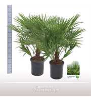 Chamaerops humilis