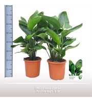 Strelitzia nicolai 6 per pot