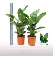 Strelitzia nicolai 6 per pot