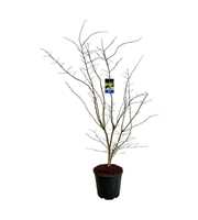 Acer Arctic Jade ®