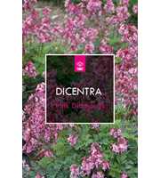 Dicentra 'Pink Diamonds'