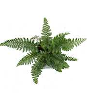 Polystichum polyblepharum