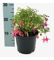 Fuchsia 'Tom Thumb'