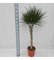 Dracaena Marginata 120 Bol op stam