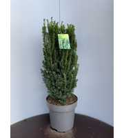 Taxus media 'Hillii'