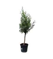olea europaea