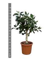 Ficus Benghalensis Audrey bonsai - 150cm