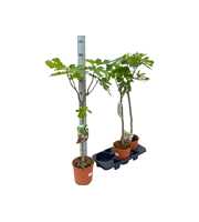 Ficus carica "op stam"