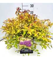 Spiraea jap. 'Goldflame'