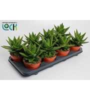Aloe Mitriformis (Perfoliata)