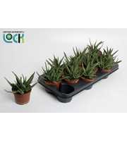 Gasteria Doreen