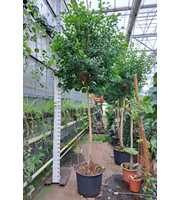 Ficus Microcarpa Moclame stam 400