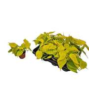 Epipremnum Pinnatum 'golden Pothos'