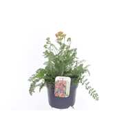 Achillea millefolium Milly Rock Mixmasters Dance